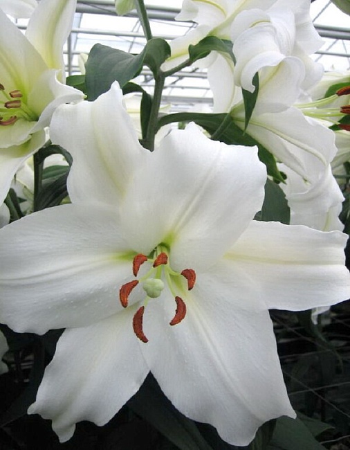 Лилия Брайт Бриллиант